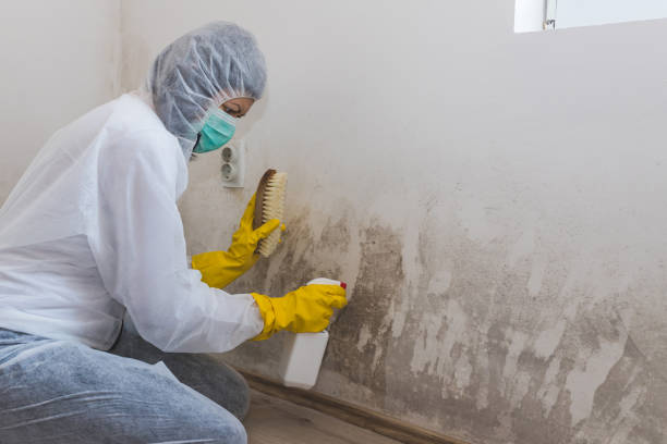 Attic Mold Removal in Andrews, IN