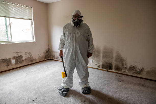 Mold Removal Process