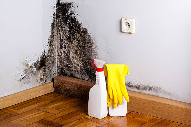 Professional Mold Removal in Andrews, IN